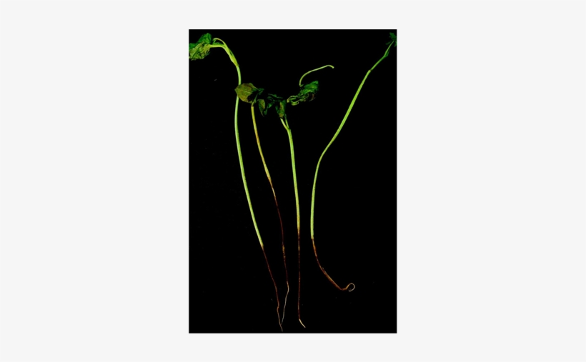 Seedlings Infected With R - Crinum, transparent png #9803127