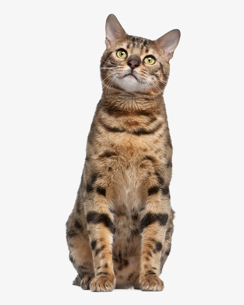 Bigstock Bengal Cat Year Old In Fro 14518970 - Cat Sitting Transparent, transparent png #9804258
