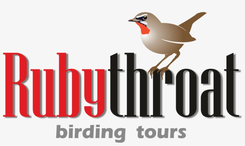 Bird Paradise Of Central Asia - Old World Flycatcher, transparent png #9808726