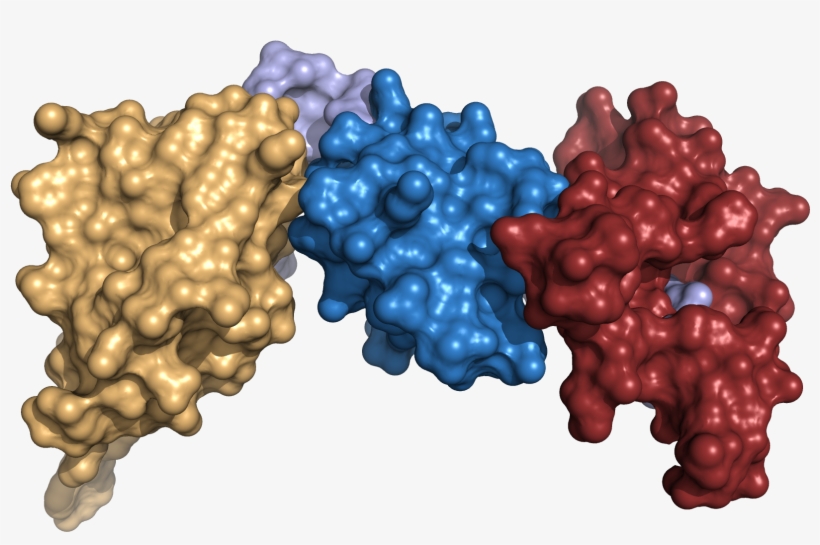 The Scaffold Idea - Protein Scaffold Structure, transparent png #9810630