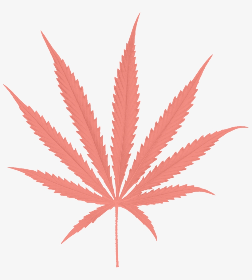 Paradiso Gardens Sativa Leaf - Cannabis Png, transparent png #9810644