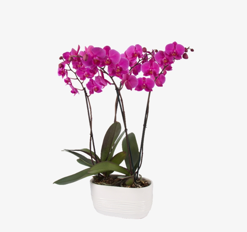 Varieties - Moth Orchid, transparent png #9812219