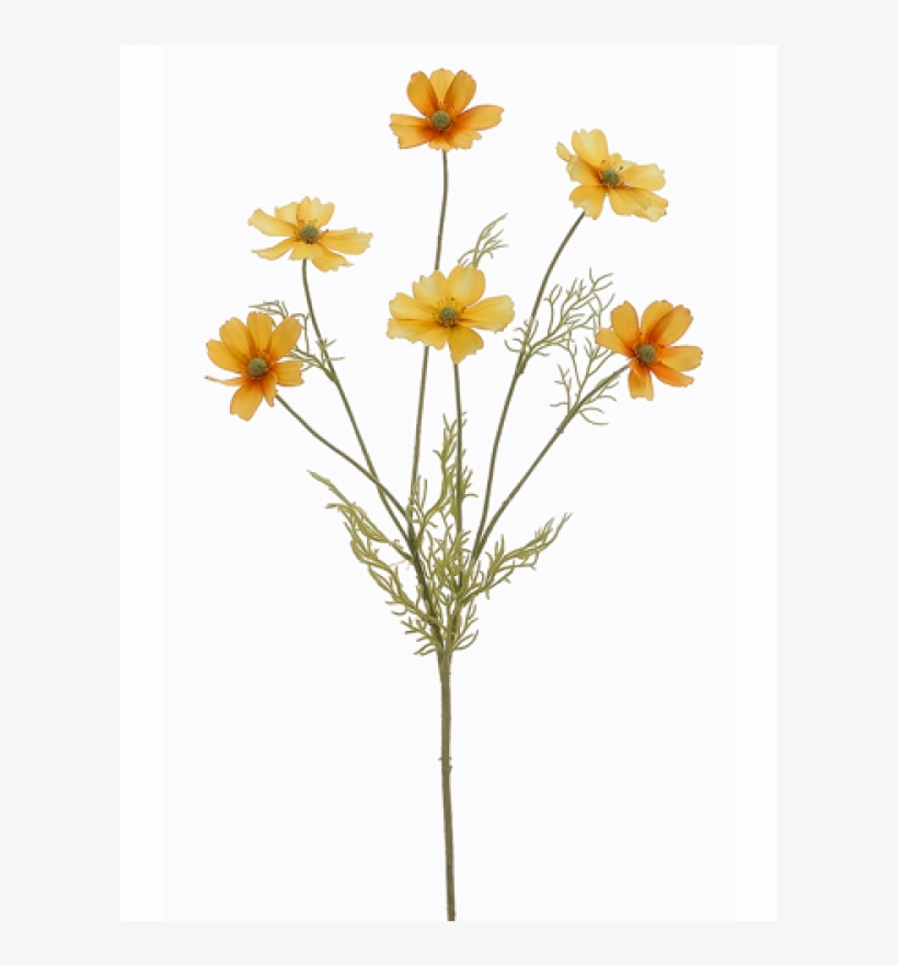 31" Cosmos Spray Yellow - Marguerite Daisy, transparent png #9812315