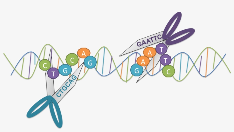 Ge 2 14 18 - Restriction Enzymes Molecular Scissors, transparent png #9812936