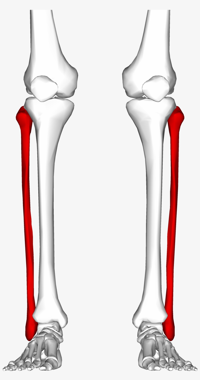 Figure 1 Where The Fibula Is Located In Humans - Fibula Gif, transparent png #9813703