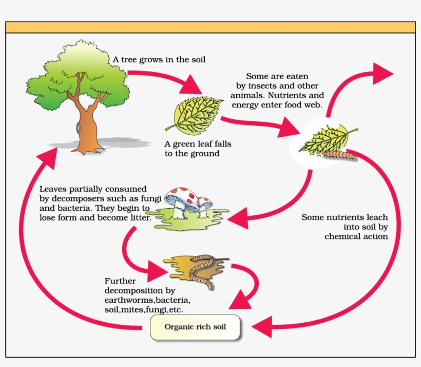 Figure Diagrammatic Representation Of Decomposition - Economic Importance Of Fungi And Bacteria, transparent png #9816778