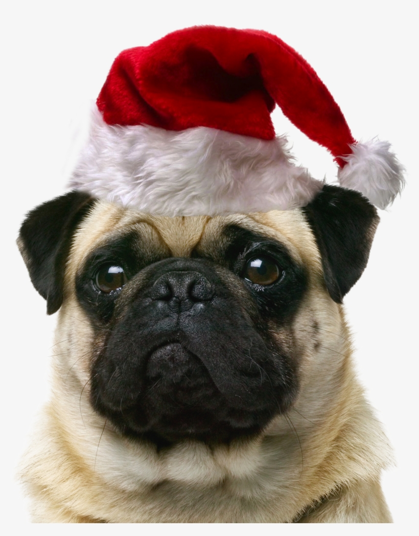 Pet Cat Dog Puppy Sitting Free Hd Image Clipart - Christmas, transparent png #9818855