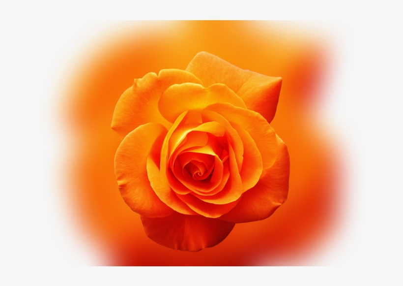 Color Palette Ideas From Orange Rose Flower Image - Good Morning Thursday Orange, transparent png #9819925