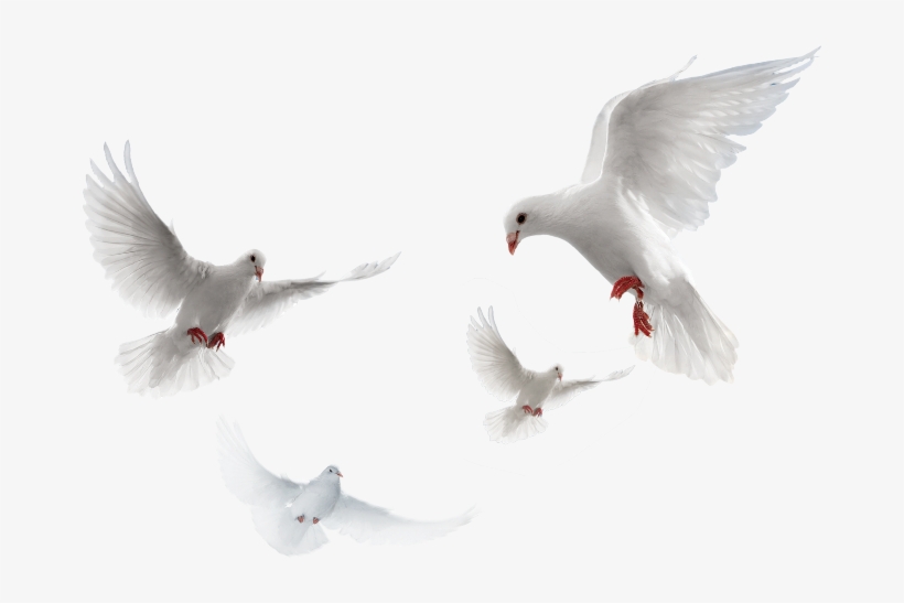 حمام Png, transparent png #9820197