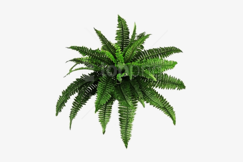 Free Png Plants Png Pic Png Images Transparent - Transparent Plants Png, transparent png #9820285