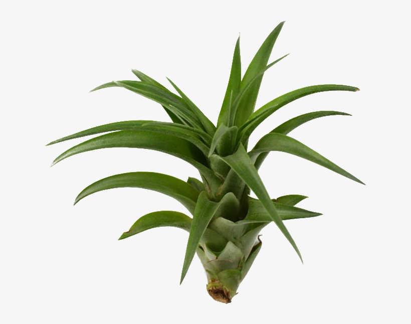 800 X 600 8 - Air Plant Transparent, transparent png #9820529