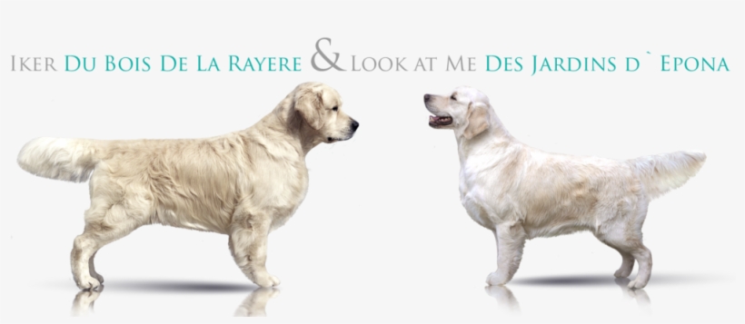 Avaliable Puppies, transparent png #9823292