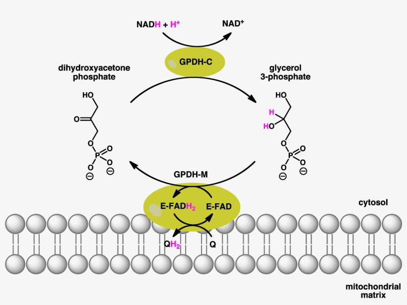 Gpdh Shuttle - Glycerol 3 Phosphate Dehydrogenase Reaction, transparent png #9824078