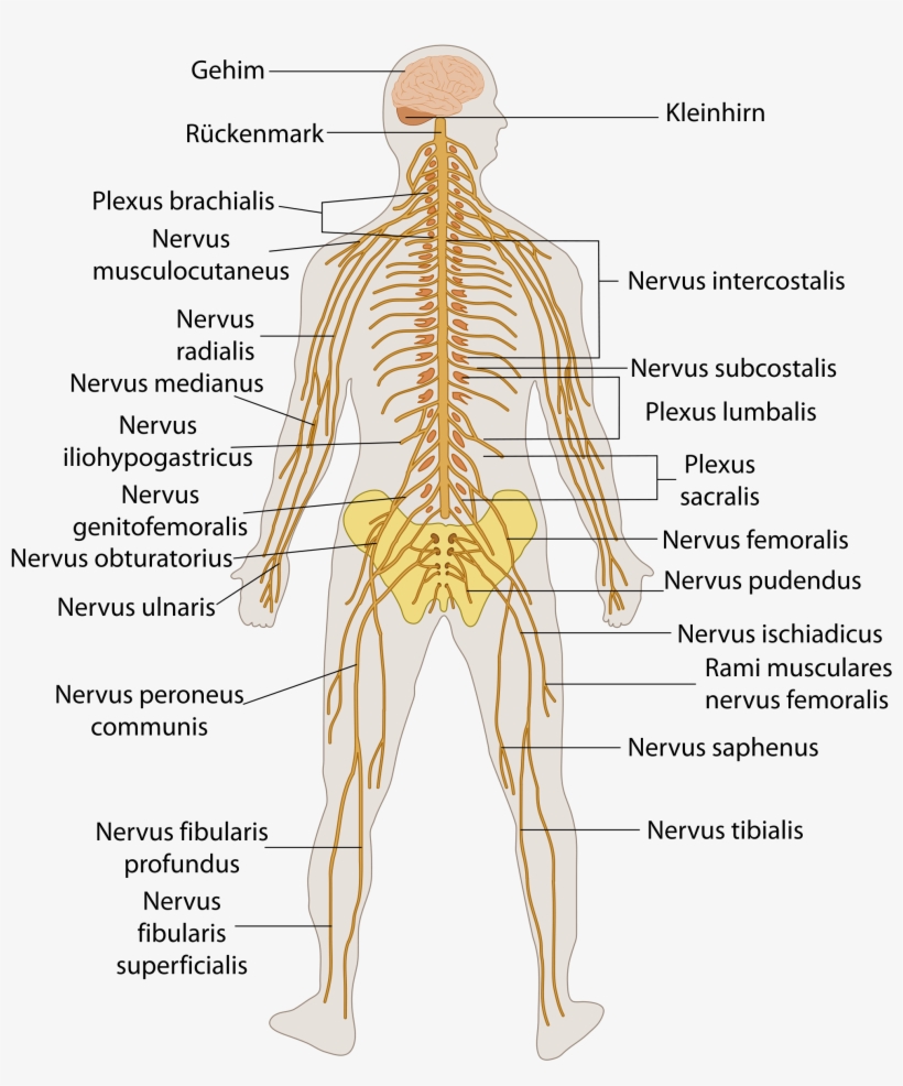File Te Nervous System - Human Nervous System Diagram Labeled, transparent png #9824466
