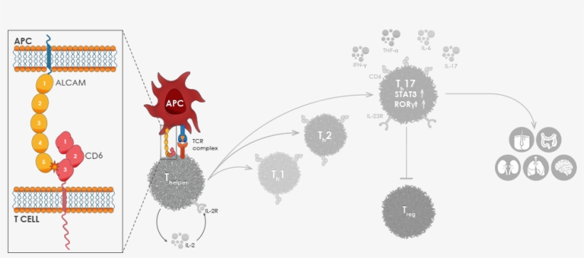 Co Stimulation Occurs Through The Binding Of Alcam - Cd6 Alcam, transparent png #9827095