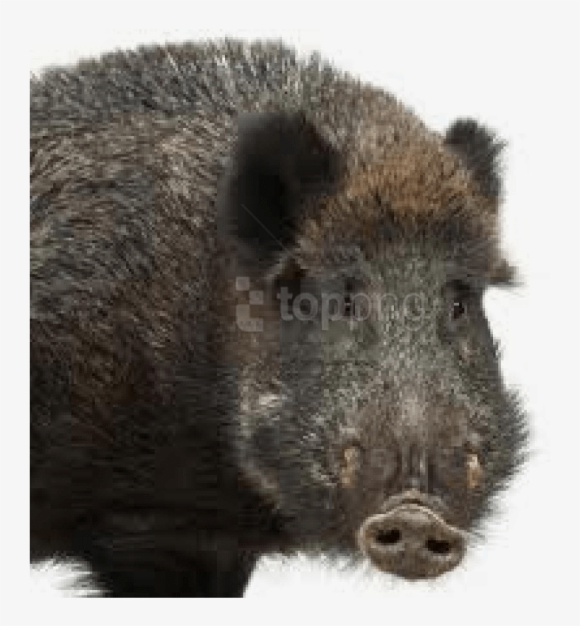 Free Png Images - Wild Boar Front View, transparent png #9828241