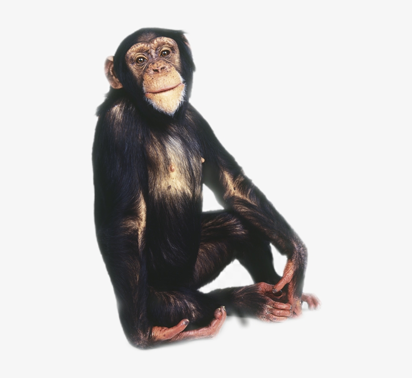 Monkey, transparent png #9831147
