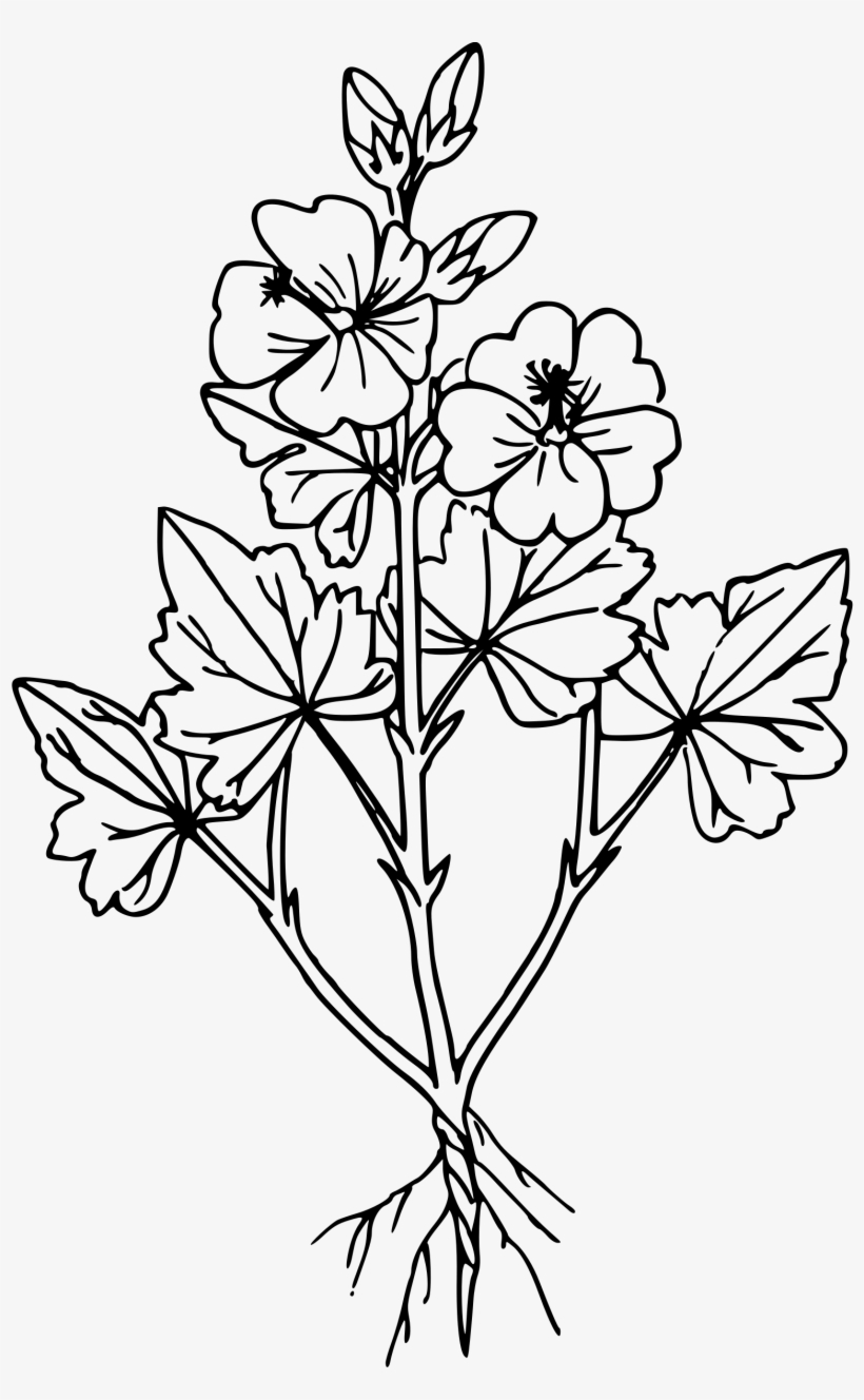 This Free Icons Png Design Of Monro's Scarlet Globemallow - Scarlet Globemallow Drawing, transparent png #9832997