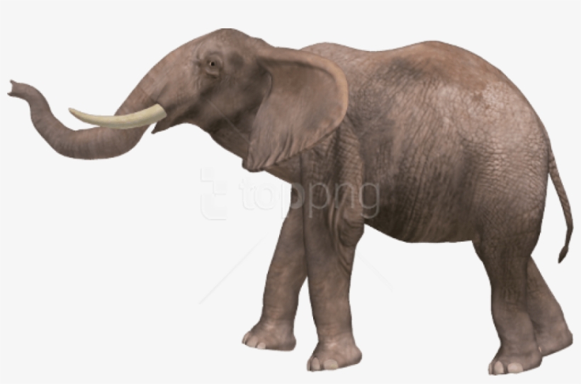 Free Png Download Elephant Png Images Background Png - Different Animals With Names, transparent png #9833406