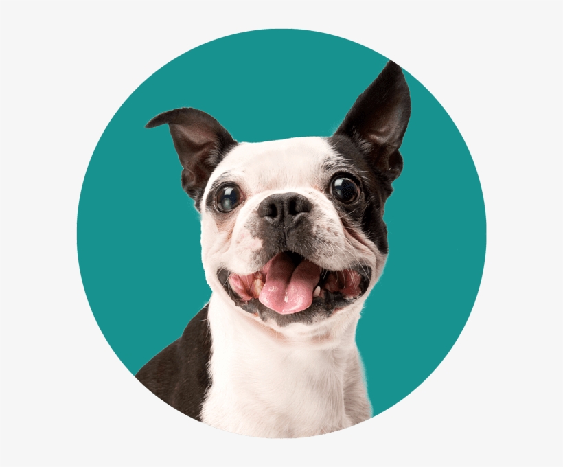 Gilian Avatar - Ear Mite, transparent png #9834664