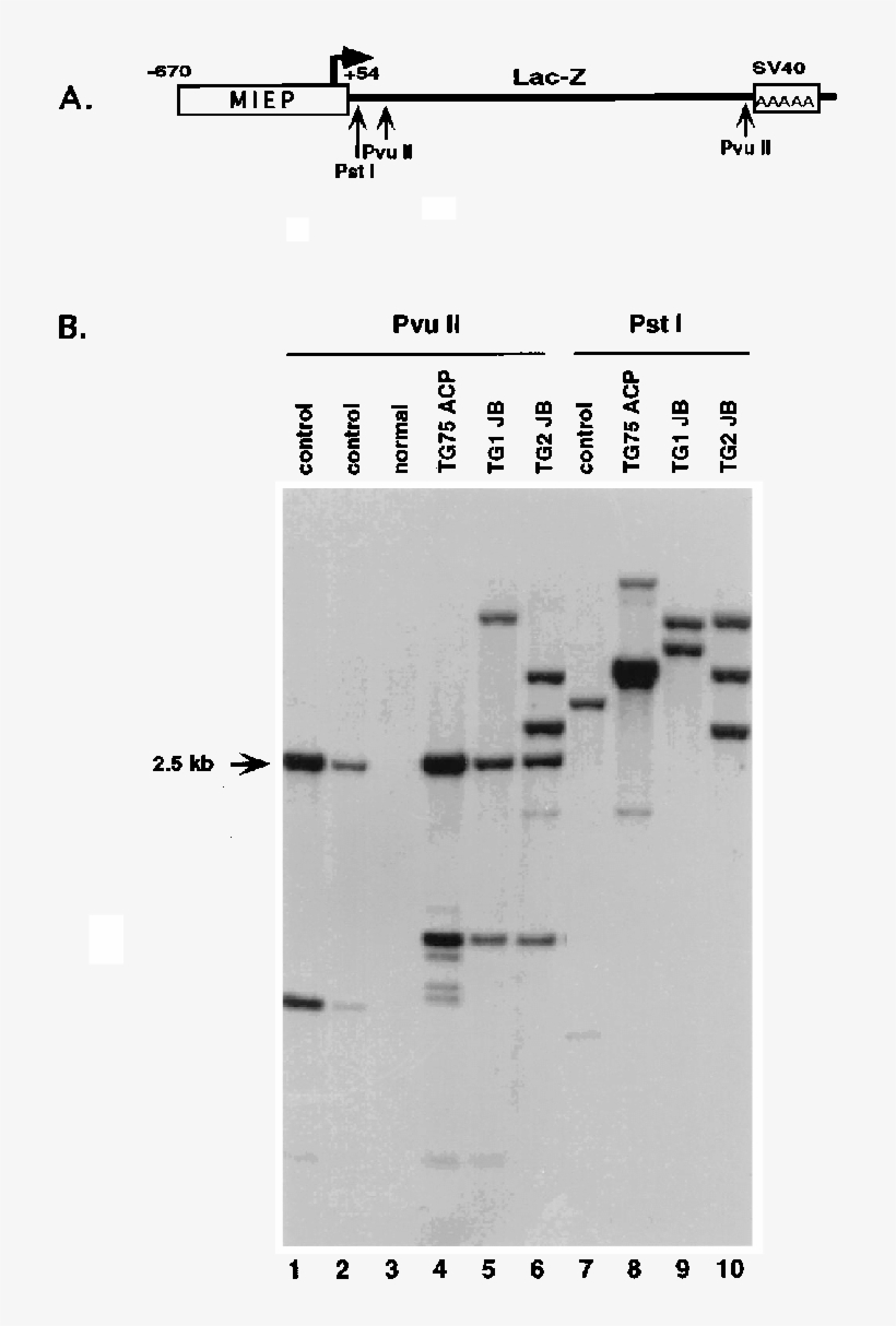Construct Used To Generate Miep Lacz Transgenic Mouse - Number, transparent png #9836465