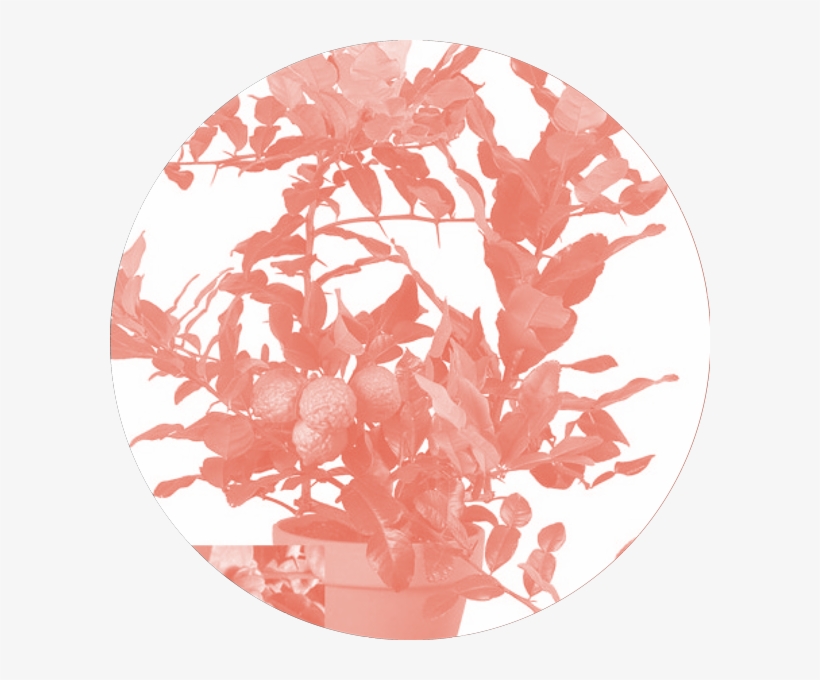 Obscured By A Kefir Lime Bush And A Wild Geranium Wolfman, transparent png #9837497