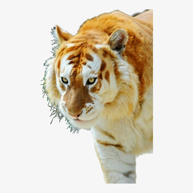 Golden Tabby Tiger, transparent png #9839459