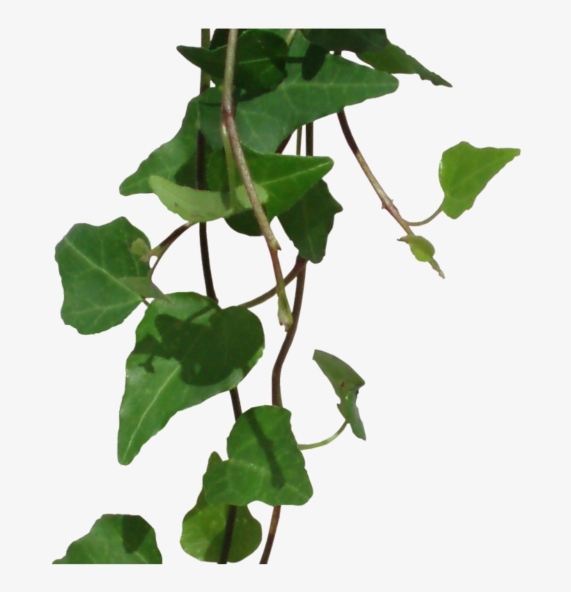 Ivy Png, transparent png #9841510