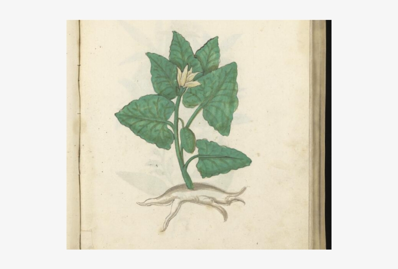 Cucumero Asinino Welcome Library Wms - Fish, transparent png #9841861