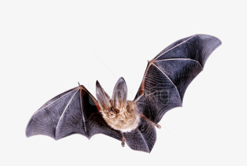 Free Png Download Bat Flying Png Images Background - Fruit Bat Flying Transparent, transparent png #9844732