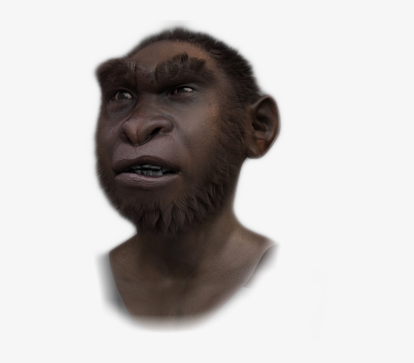 Gorilla, transparent png #9844918