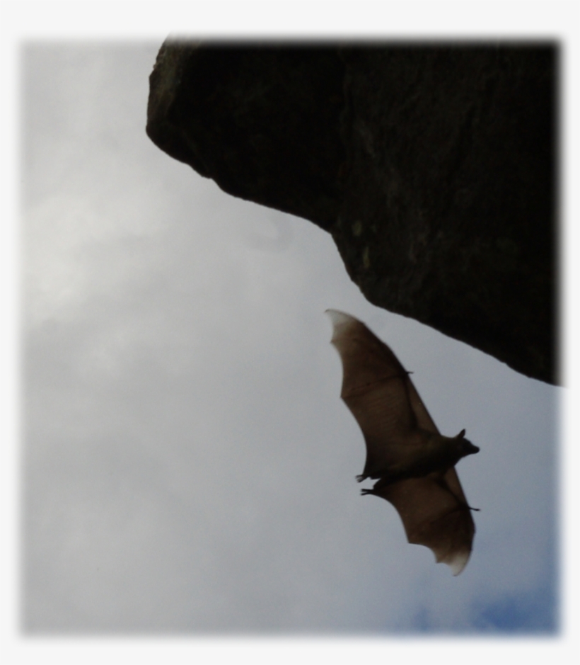 Bat - Little Red Flying Fox, transparent png #9844923