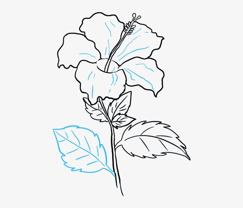 Drawings Of Hibiscus Flowers How To Draw A - Hibiscus Drawing, transparent png #9846114