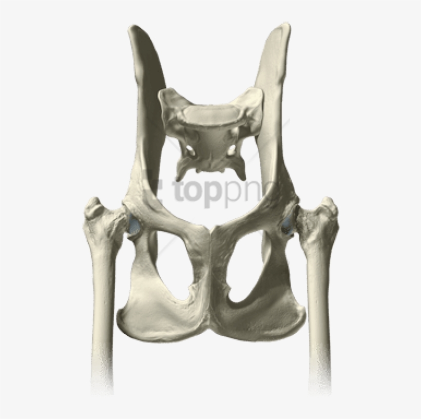 Free Png Download Pelvis Bones Png Images Background - Chair, transparent png #9848263