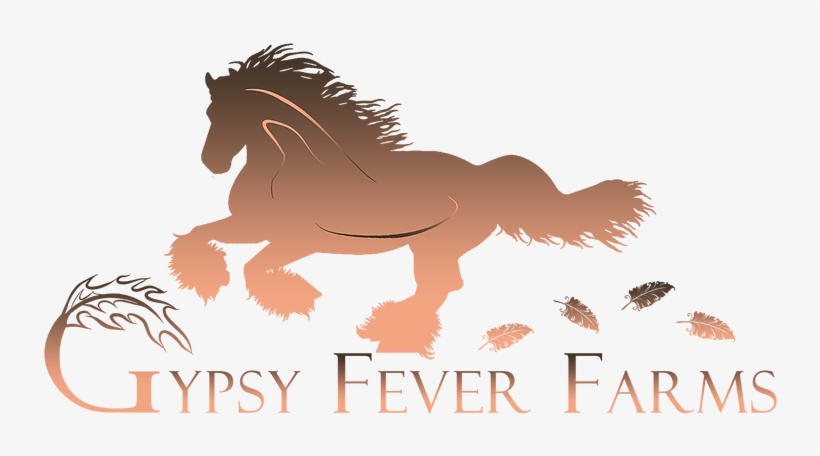Gypsy Vanner Horse Breeders Gypsy Fever Farms - Mane, transparent png #9848850