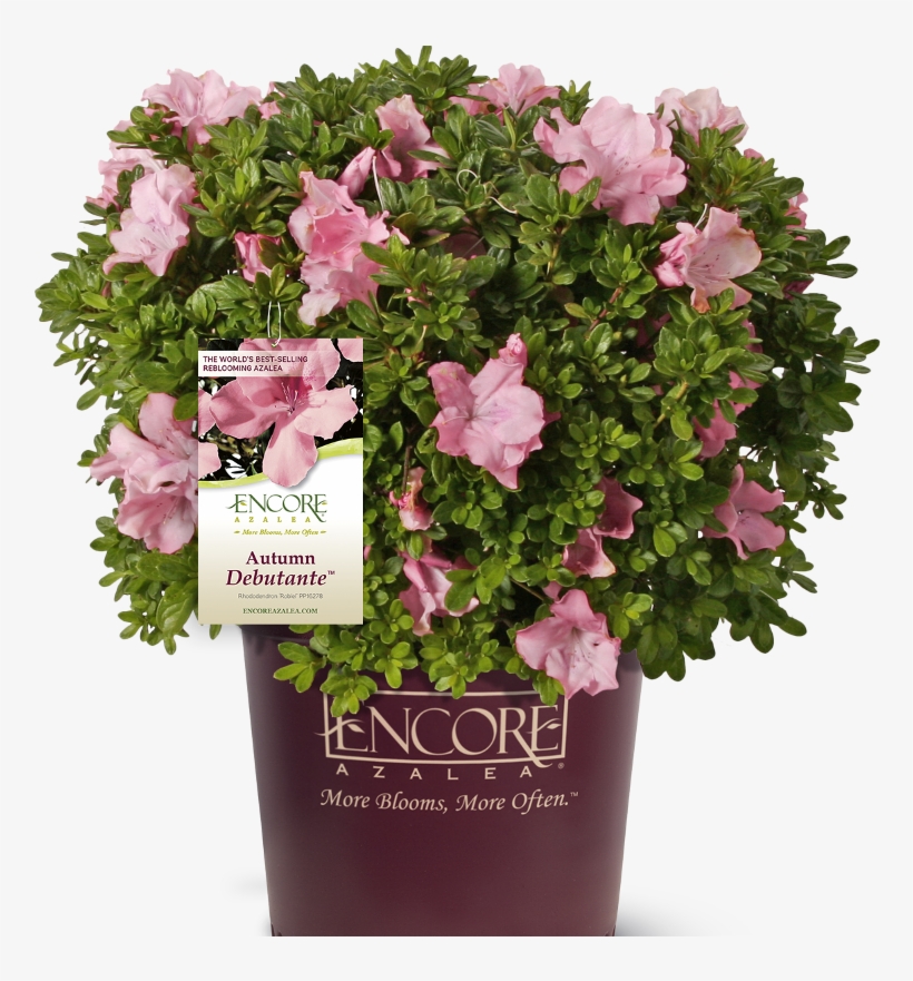 Autumn Debutante Encore Azalea In Branded Pot Main - Flowerpot, transparent png #9856421