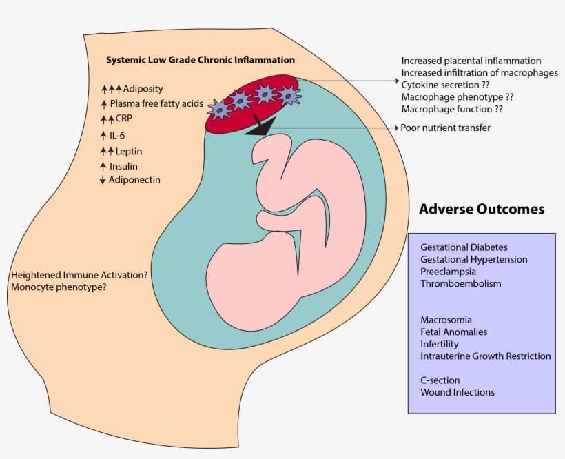 C) The Role Of The Placenta As A Conduit Of Inflammation - Diagram, transparent png #9859511