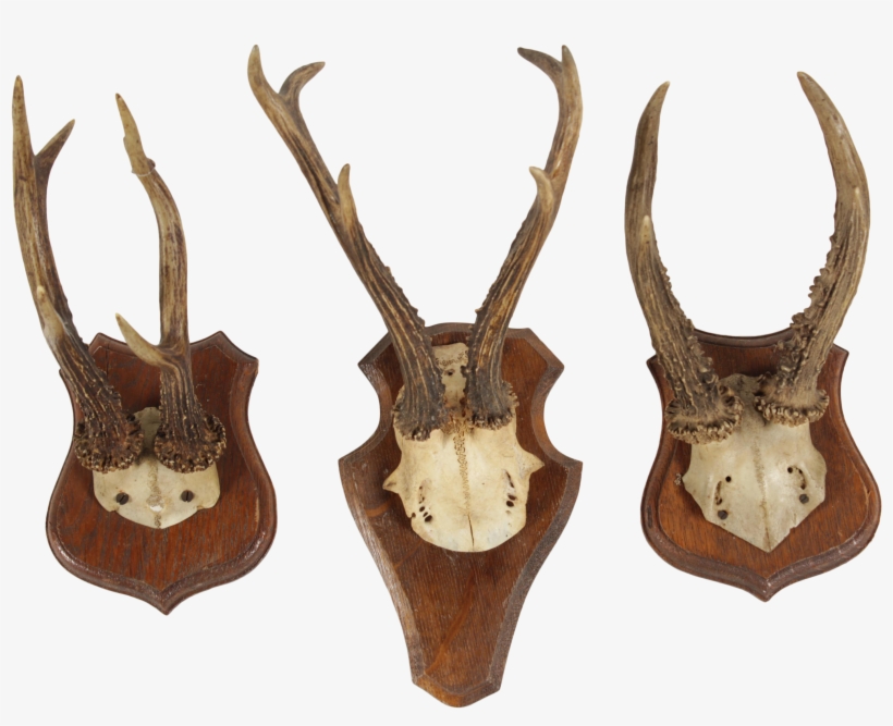 Transparent Deer Antlers - Deer, transparent png #9859889