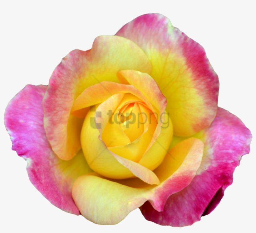 Free Png Transparent Flower Tumblr Png Image With Transparent - Pink And Yellow Flower Png, transparent png #9860244