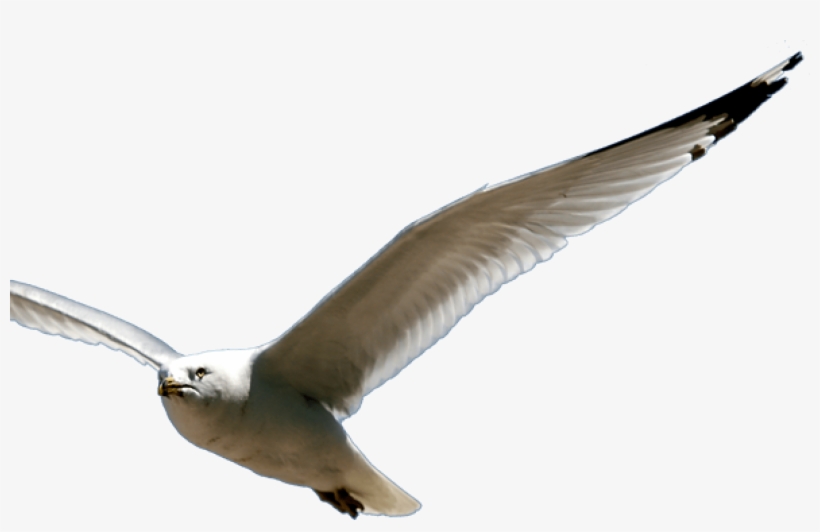 Beauty - Great Black-backed Gull, transparent png #9862731