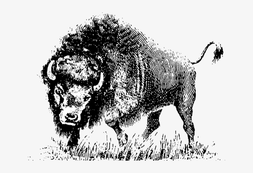 Buffalo Clipart Png - Vector Black And White Buffalo, transparent png #9863296