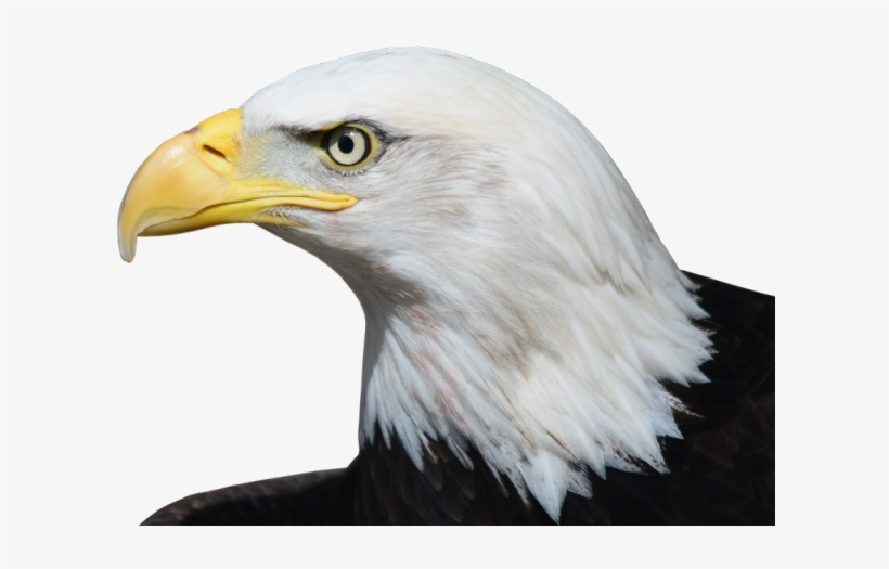 Bald Eagle Png Transparent Images - American Eagle Head Png, transparent png #9863563