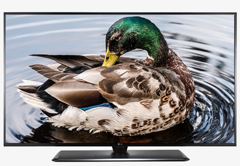 32lv340h 1 - Mallard, transparent png #9865082