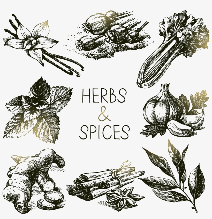 Svg Spice Herb Royalty Free Floating A Variety - Drawing Of Herbs Sketches, transparent png #9866353