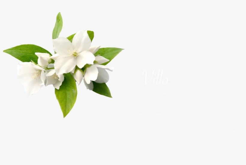 Cleanliness - Jasmine Flower Hd Png, transparent png #9866685