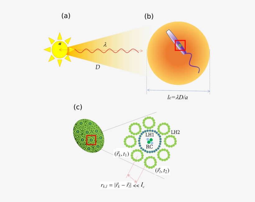 Thermal Light And Photosynthetic Complexes - Diagram, transparent png #9868071