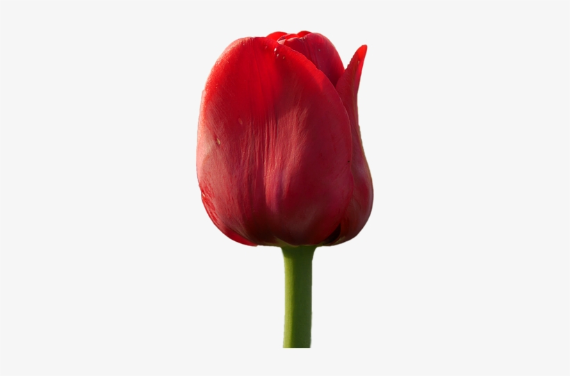 Tulip Flower Free Png Transparent Images Free Download - Sprenger's Tulip, transparent png #9868477