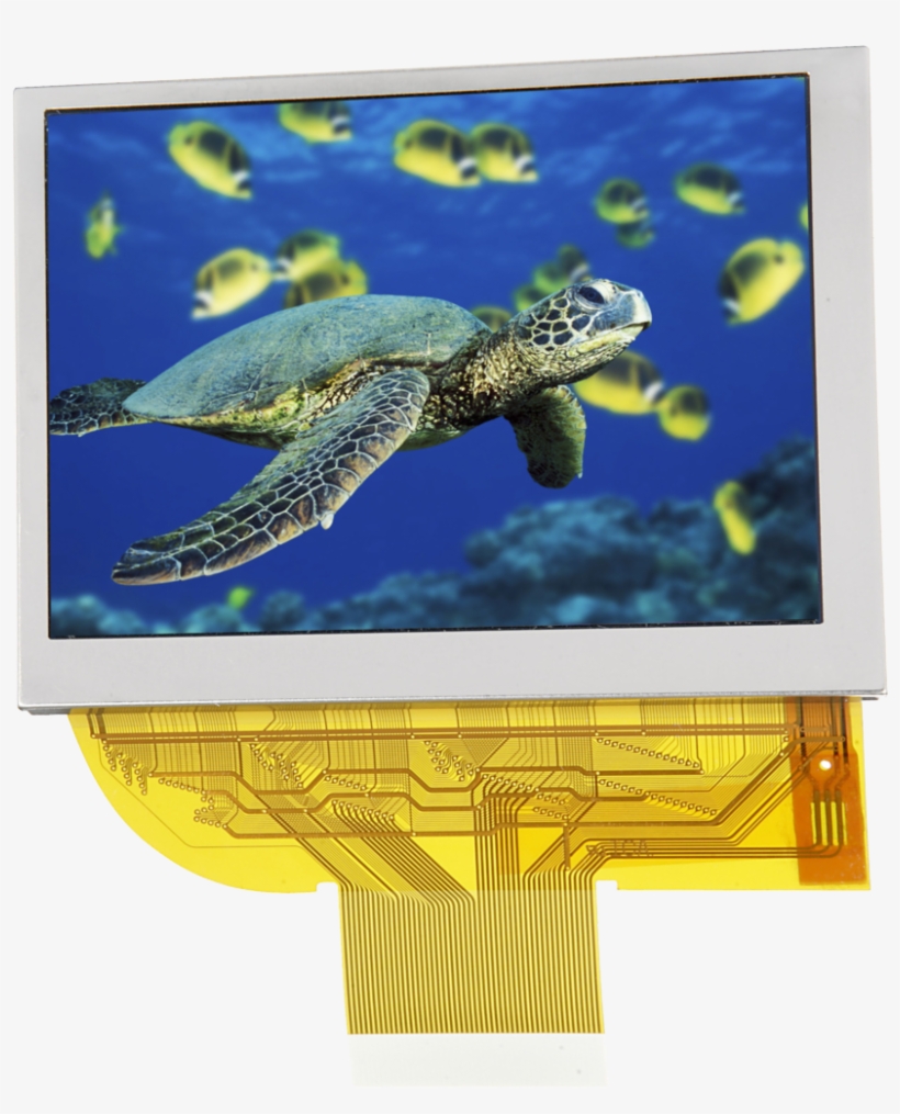 128 X 64 Yellow Graphic Mono Oled - Green Sea Turtle Community, transparent png #9869574