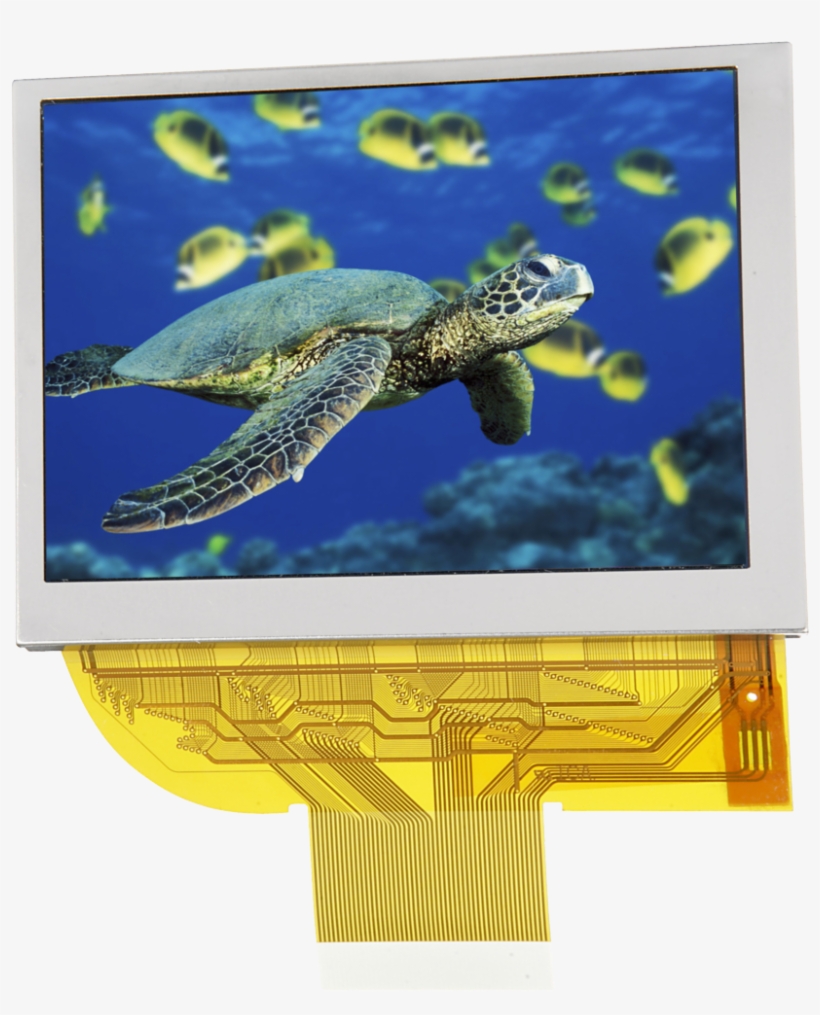 128 X 64 Yellow Graphic Mono Oled - Green Sea Turtle Community, transparent png #9869574