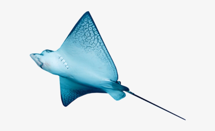 Eagle Ray, transparent png #9872510